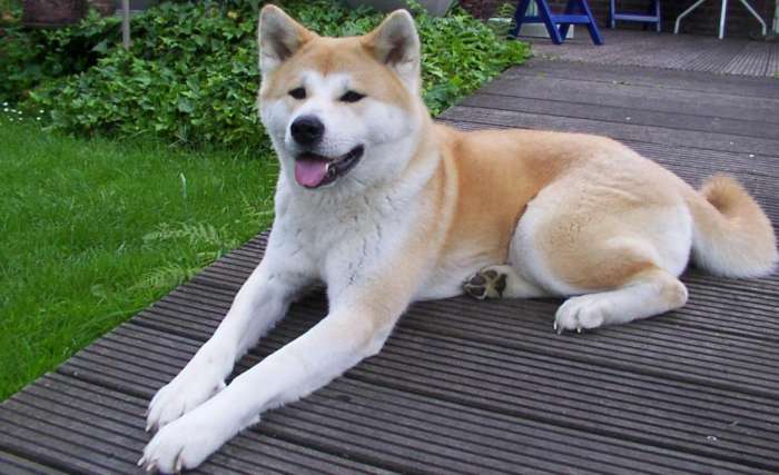 los perros más caros del mundo - Akita