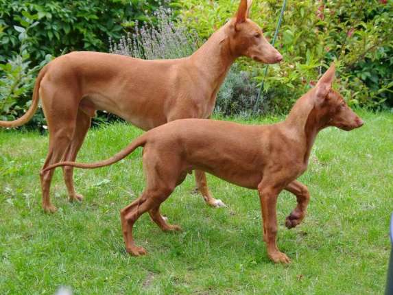 los perros más caros del mundo - Podenco Faranóico