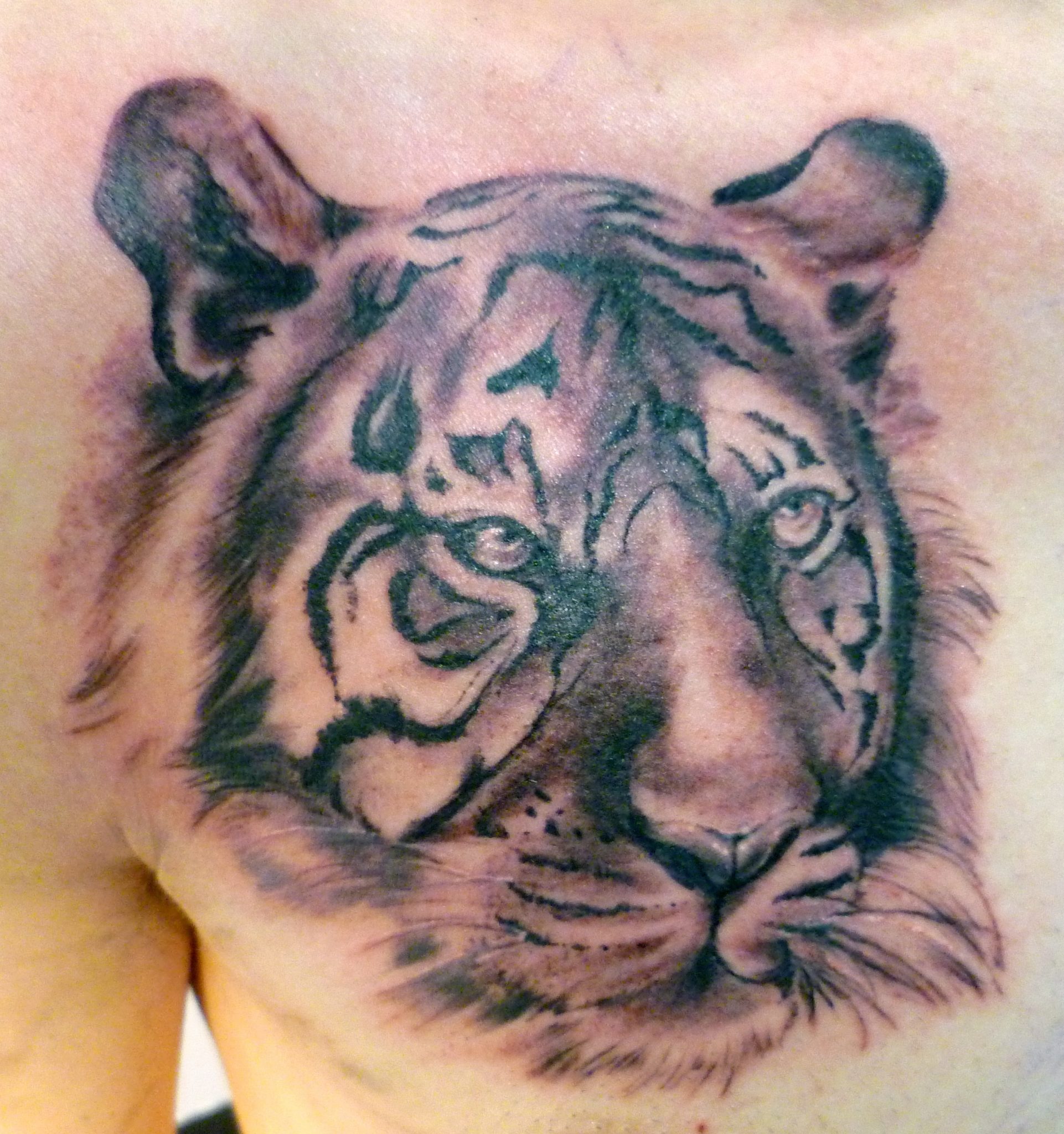 animales tatuaje tigre